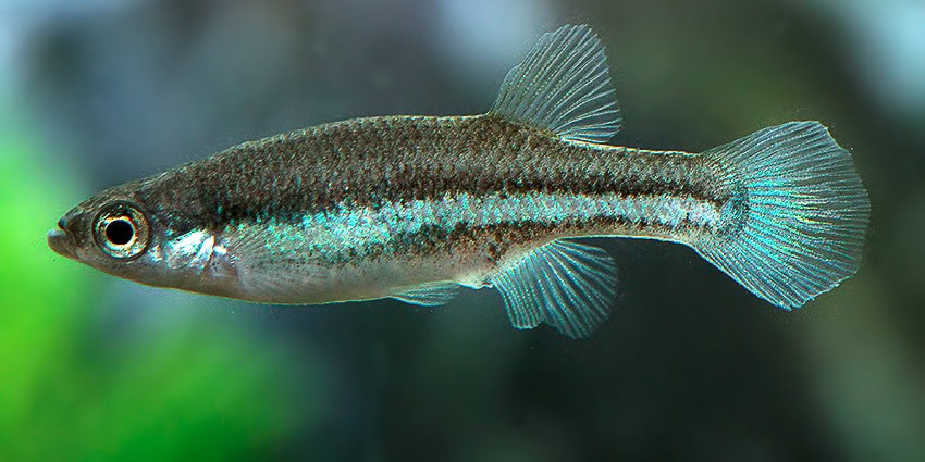 Ataeniobius toweri Lago de Creda