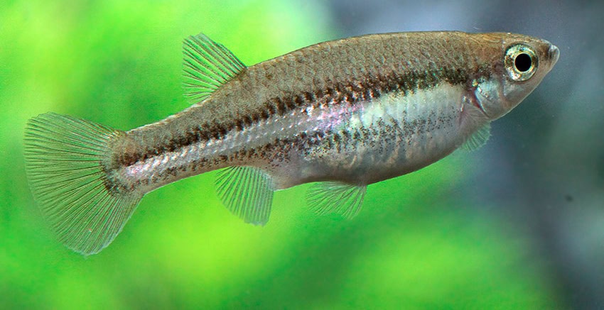 Ataeniobius toweri Lago de Creda