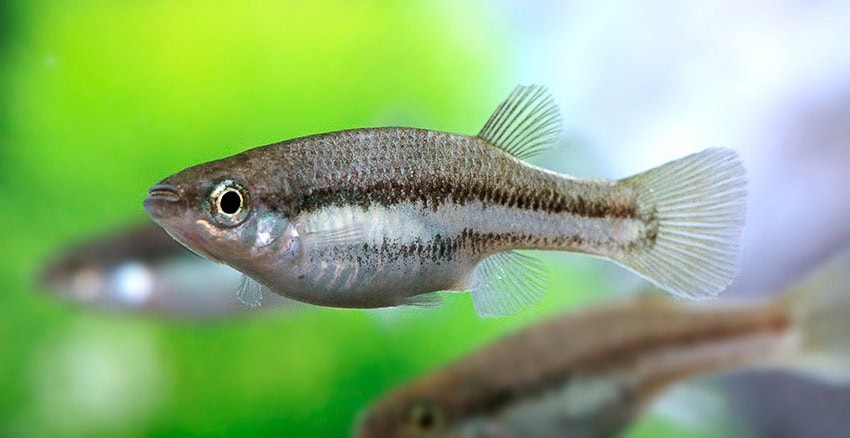 Ataeniobius toweri Lago de Creda