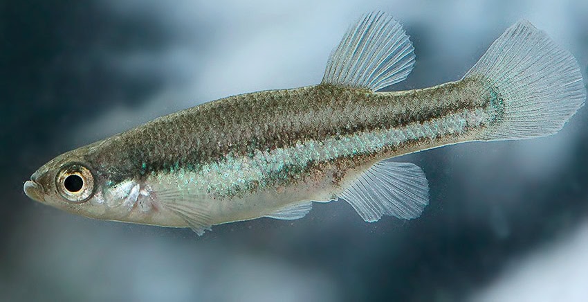 Ataeniobius toweri Lago de Creda