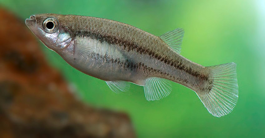 Ataeniobius toweri Lago de Creda