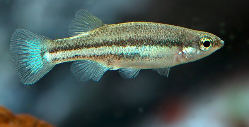 Ataeniobius toweri Lago de Creda