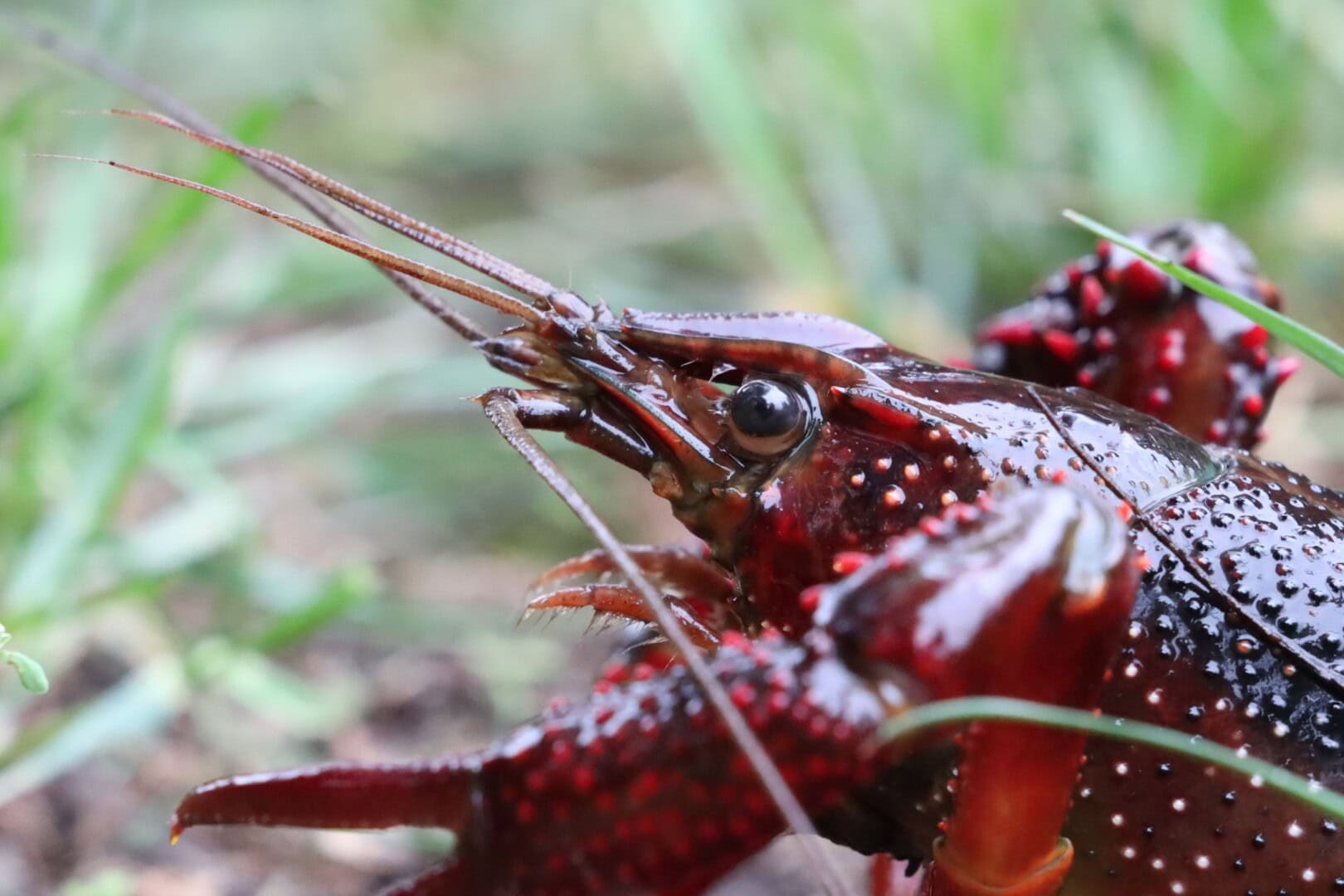 Charakteristisch sind die vielen roten Tuberkel, die den Carapax und die Scherenarme bedecken. Foto: Kevin Stockton