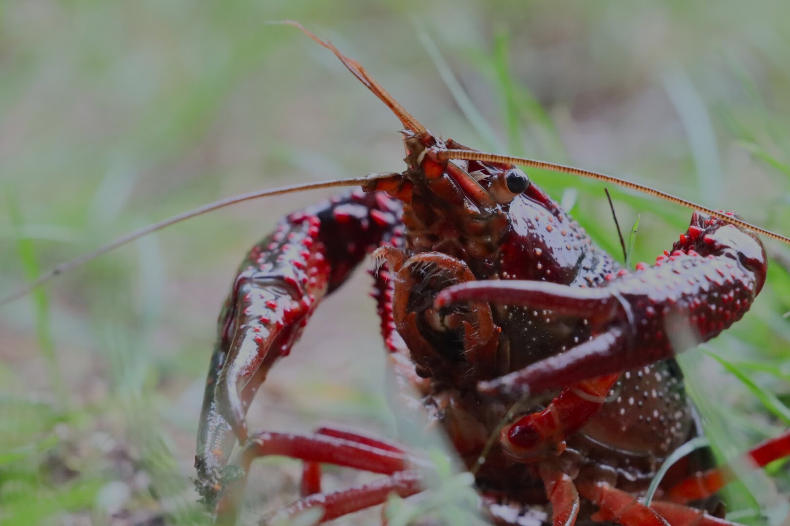 Der Lousiana-Sumpfkrebs kann bei feuchtem Wetter auf der Suche nach neuen Gewässern kilometerweit über Land wandern. Foto: Kevin Stockton