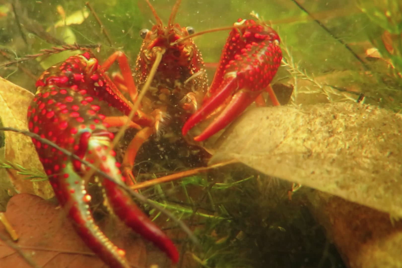 Die Sumpfkrebse wurden teils mit der gut gemeinten, aber folgenschweren Absicht, sie „freizulassen“, in heimischen Gewässern ausgesetzt. Foto: Kevin Stockton