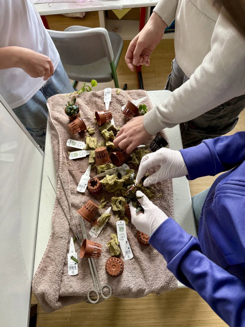 Beim Bepflanzen wurde darauf geachtet, die Steinwolle sorgfältig zu entfernen. Foto: Sarah Kijewski