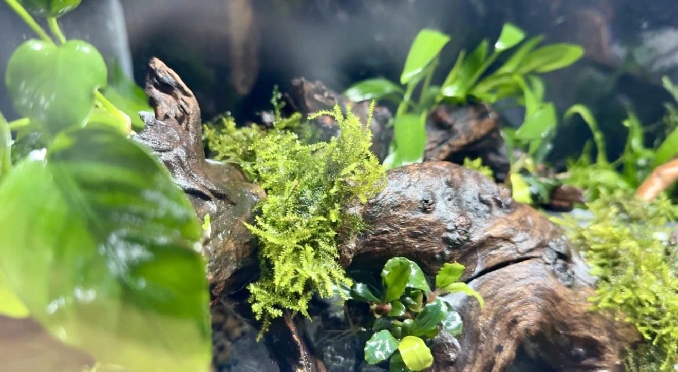 Moose, Aufsitzerpflanzen wie Bucephalandra und Anubias bringen Struktur. Foto: Sarah Kijewski
