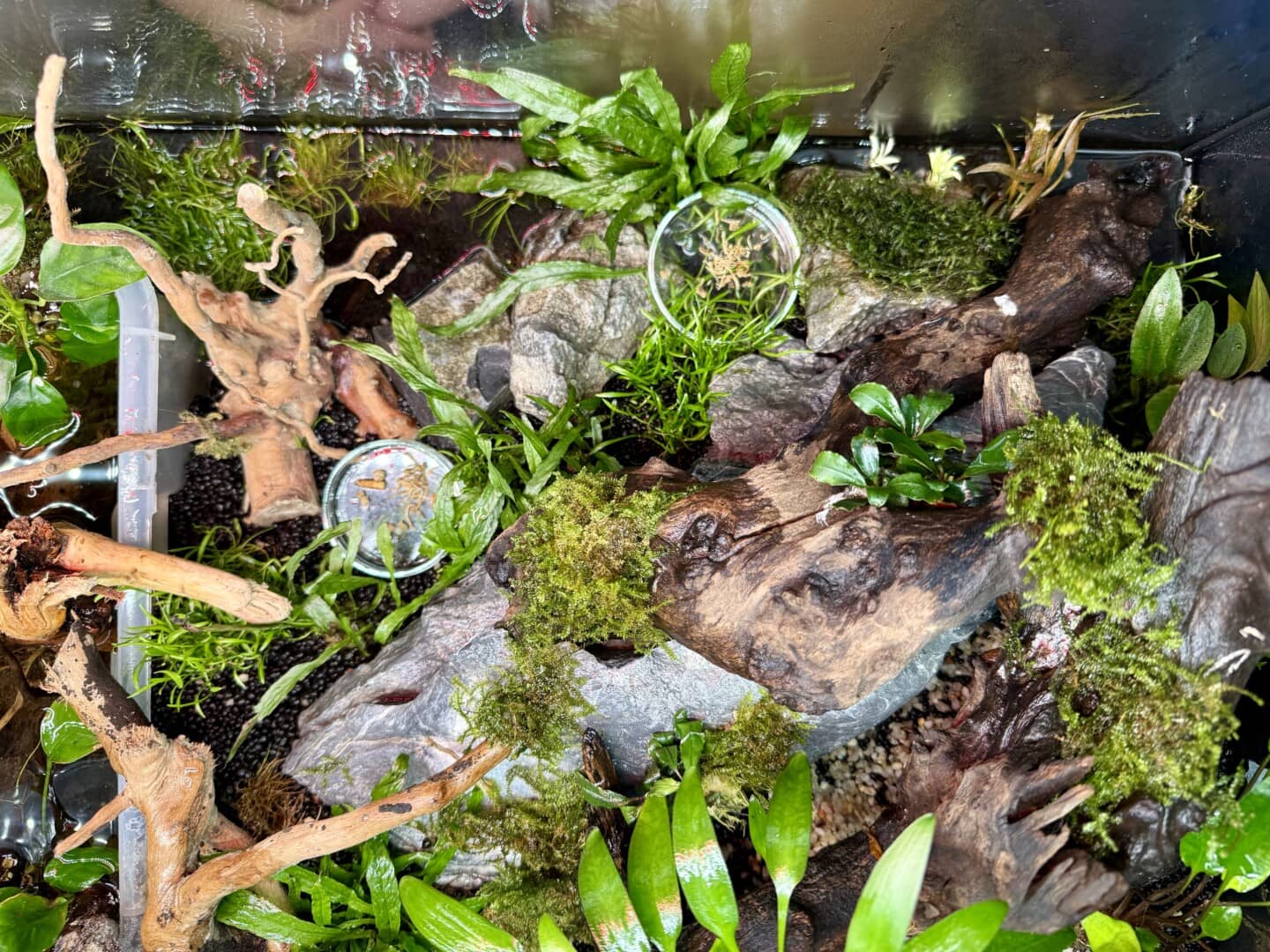 Neben pflanzlicher Kost wie Obst und Gemüse werden auch tierische Eiweiße angeboten, etwa Mehlwürmer oder Mückenlarven. Foto: Sarah Kijewski