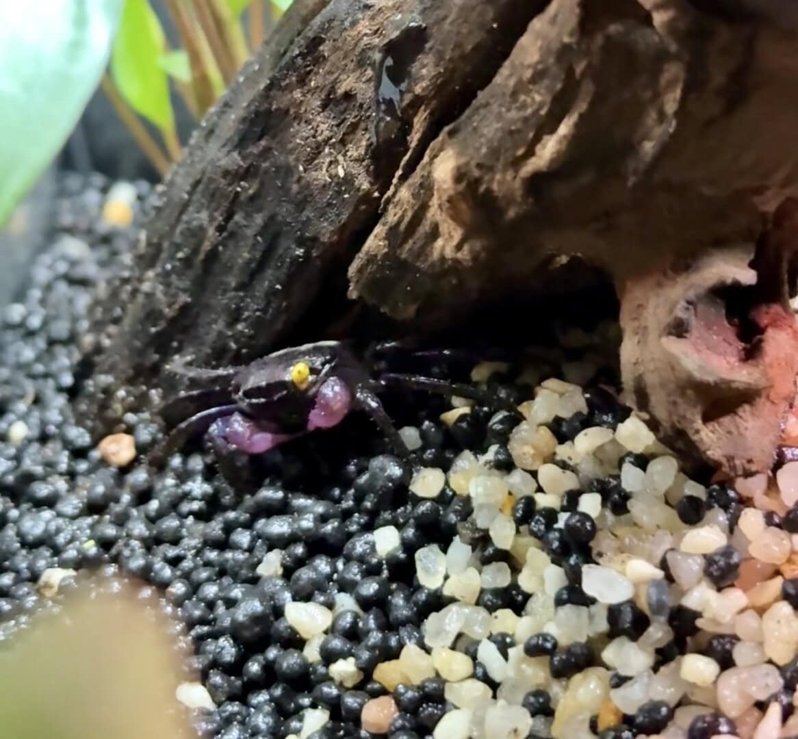 Die Kinder sehen am lebenden Beispiel, wie wichtig stabile Lebensbedingungen, regelmäßige Pflege und Aufmerksamkeit sind. Foto: Sarah Kijewski