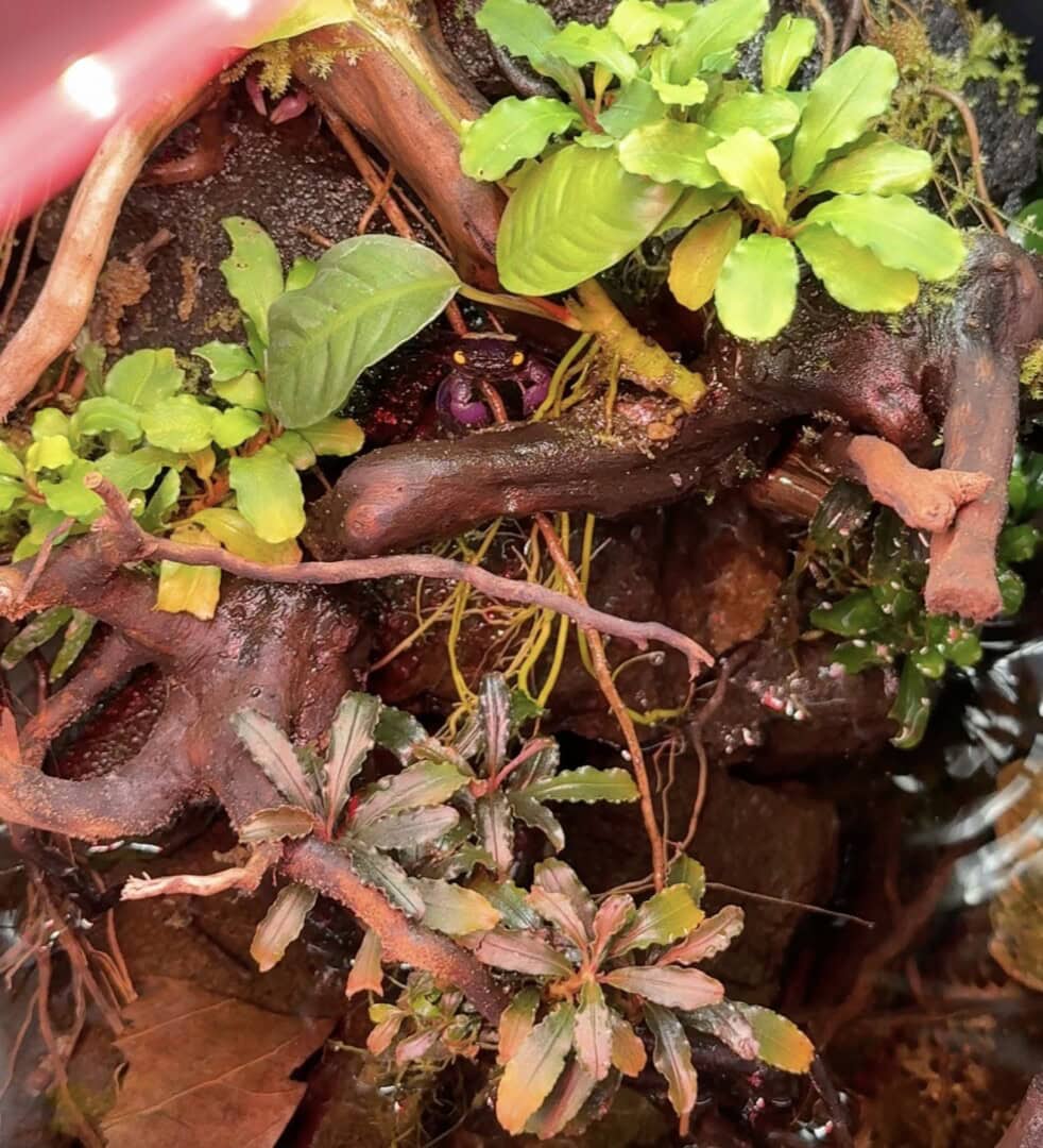 Im Paludarium finden die Krabben eine sehr gute Struktur. Foto: Sarah Kijewski