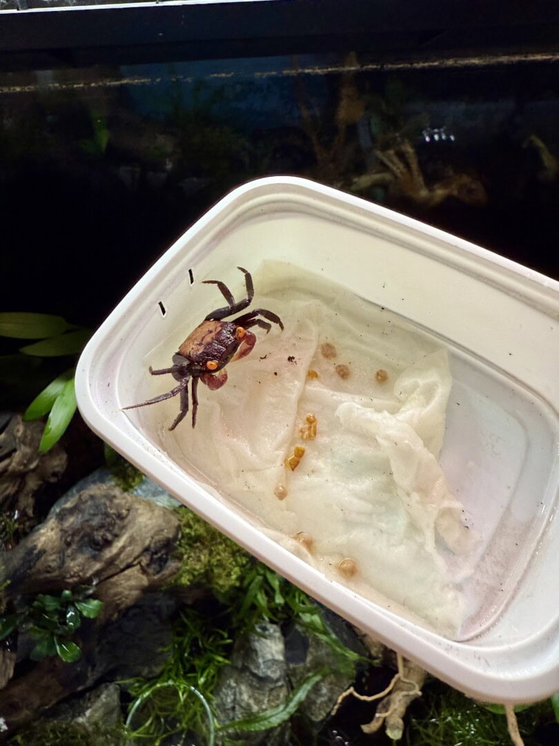 Die intensive Färbung der Vampire – Lila-, Rot- und Orangetöne mit auffallend gelben Augen – fasziniert die Kinder bis heute. Foto: Sarah Kijewski