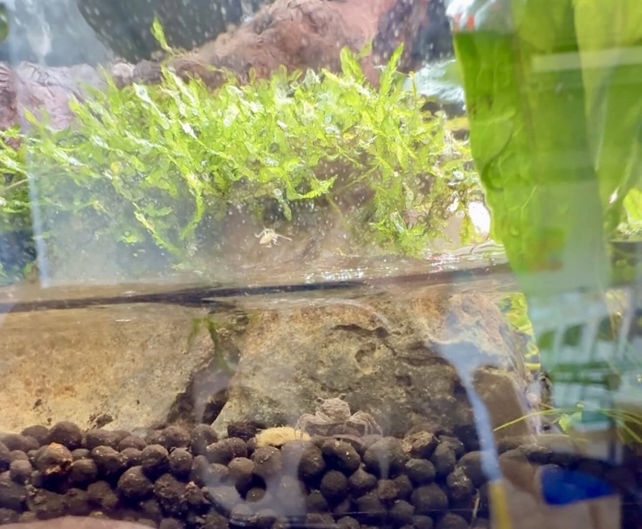 Der Krabben-Nachwuchs ist regelmäßig zu beobachten und sorgt immer wieder für Begeisterung. Foto: Sarah Kijewski