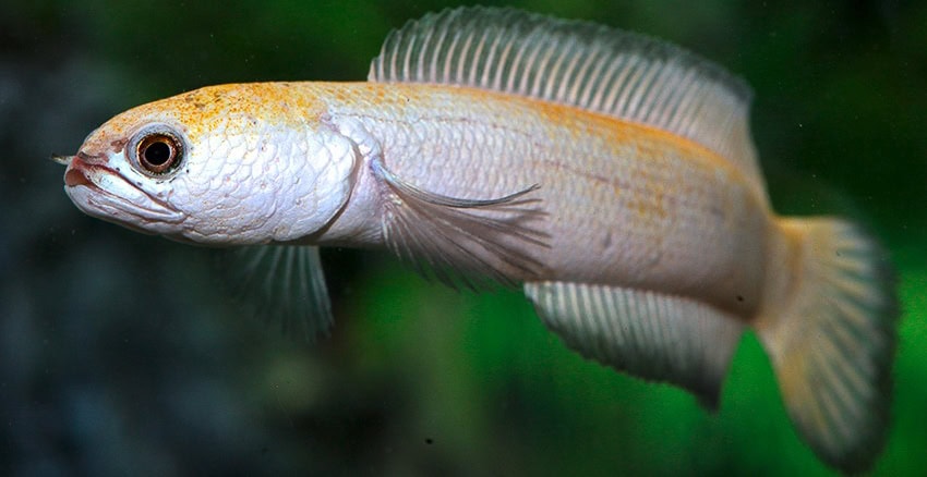 Channa asiatica „Platinum“