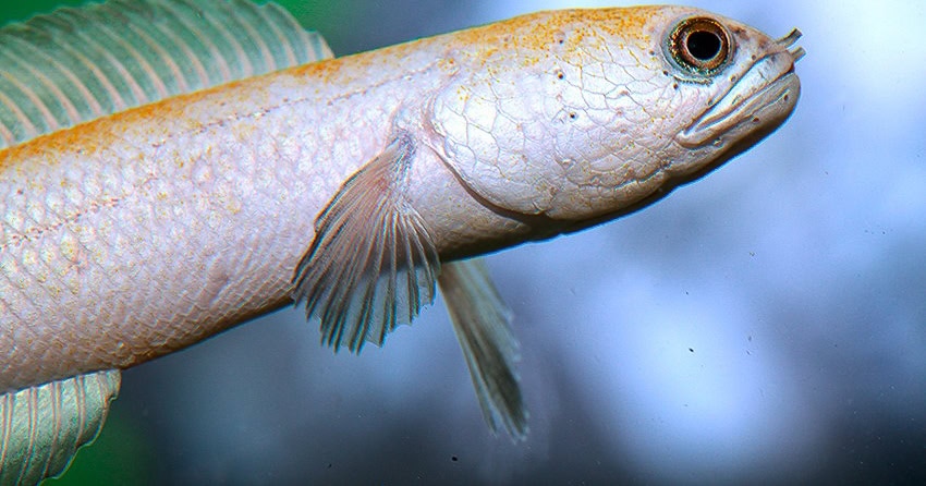 Channa asiatica „Platinum“