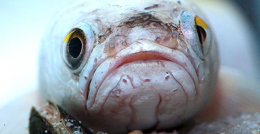 Channa asiatica „Platinum“