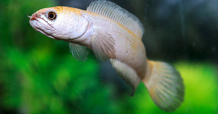 Channa asiatica „Platinum“