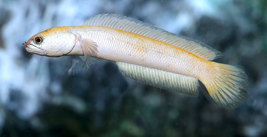 Channa asiatica „Platinum“