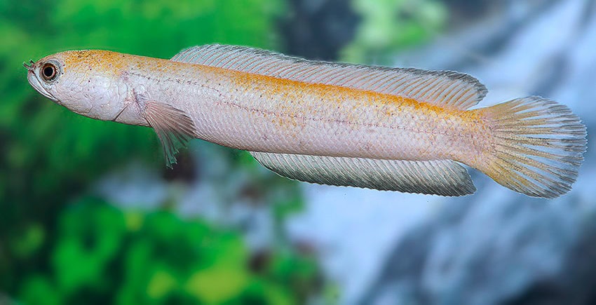 Channa asiatica „Platinum“