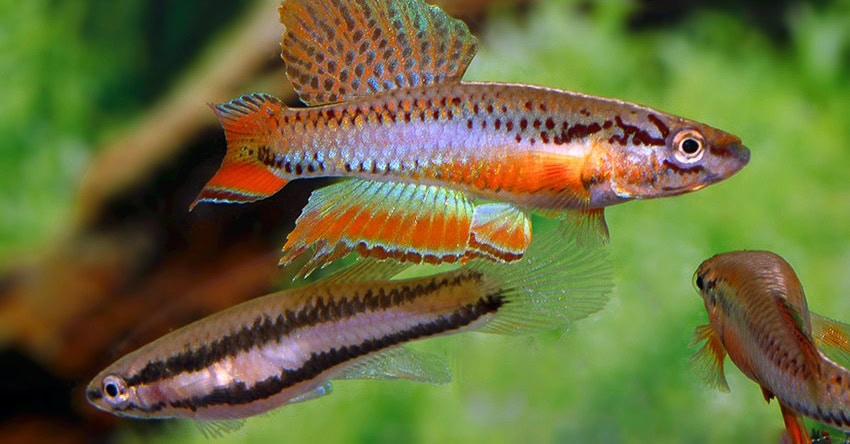 Chromaphyosemion bitaeniatum IJEBU ODE