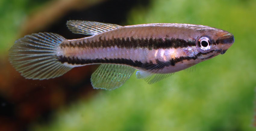 Chromaphyosemion bitaeniatum IJEBU ODE