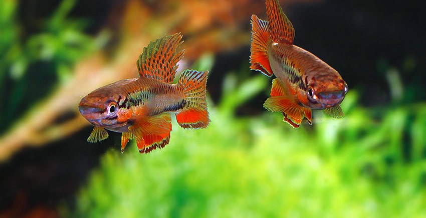 Chromaphyosemion bitaeniatum IJEBU ODE