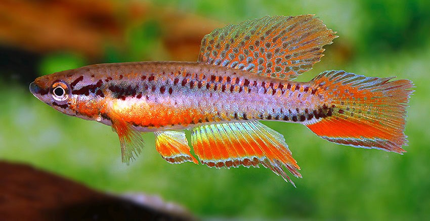 Chromaphyosemion bitaeniatum IJEBU ODE