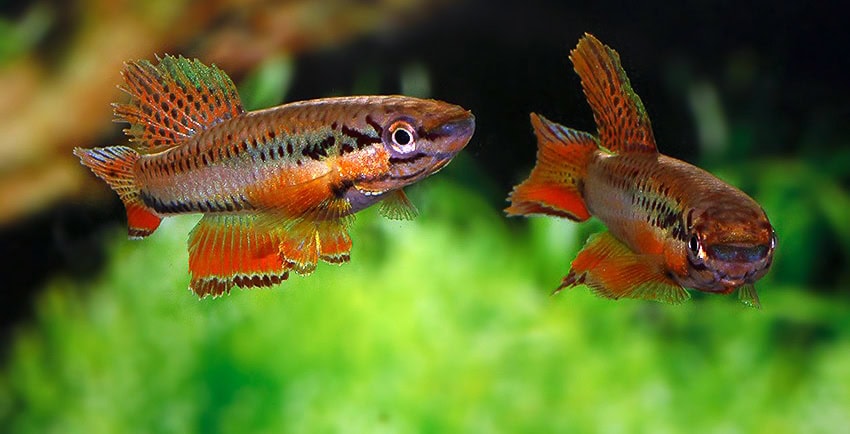 Chromaphyosemion bitaeniatum IJEBU ODE