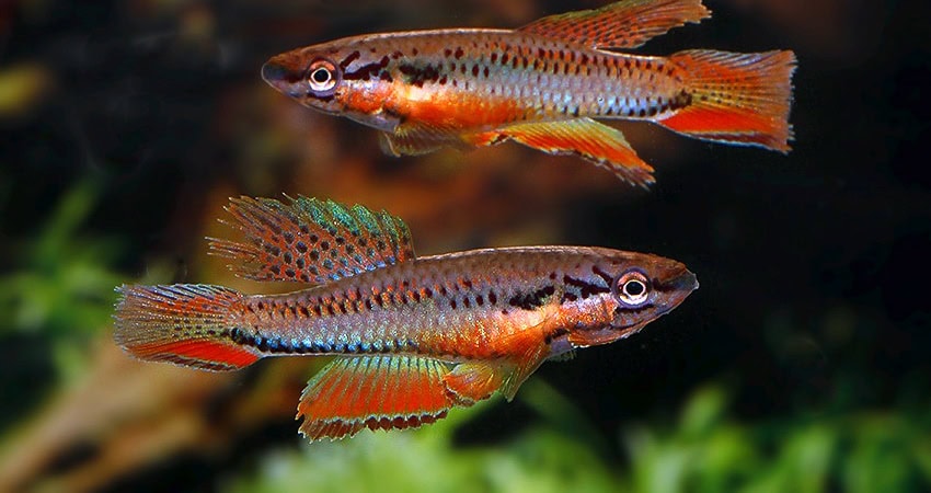 Chromaphyosemion bitaeniatum IJEBU ODE