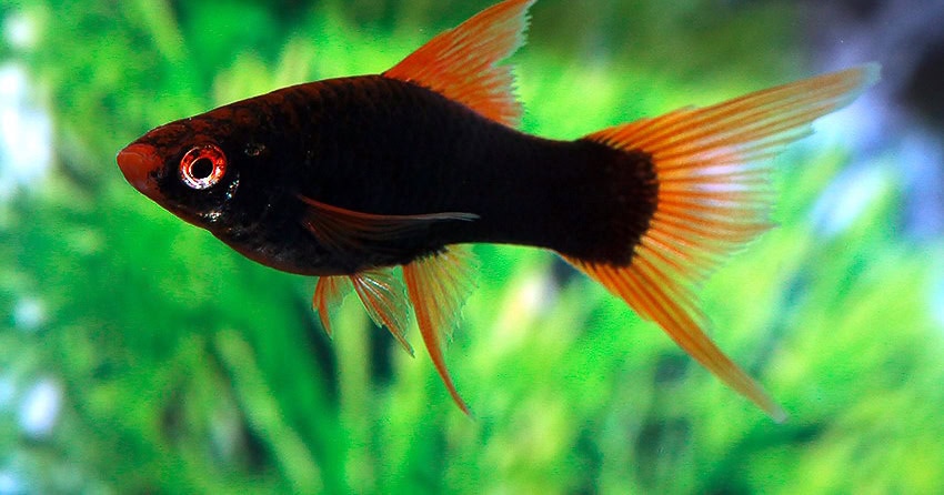 Xiphophorus hellerii „Alpha“