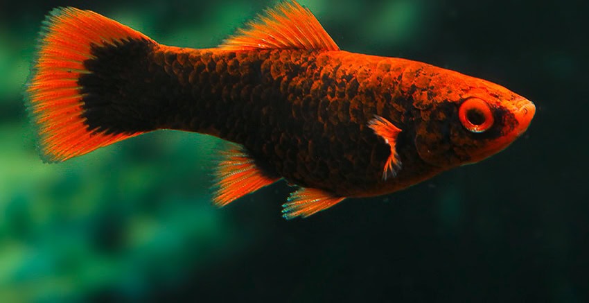 Xiphophorus hellerii „Alpha“