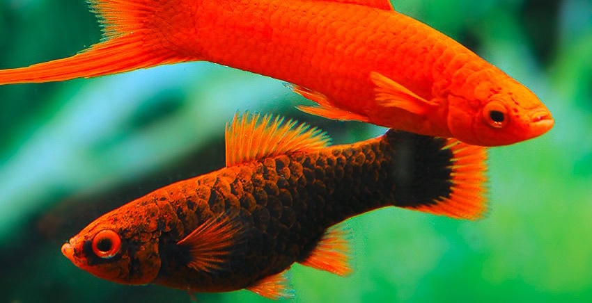 Xiphophorus hellerii „Alpha“