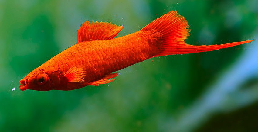 Xiphophorus hellerii „Alpha“