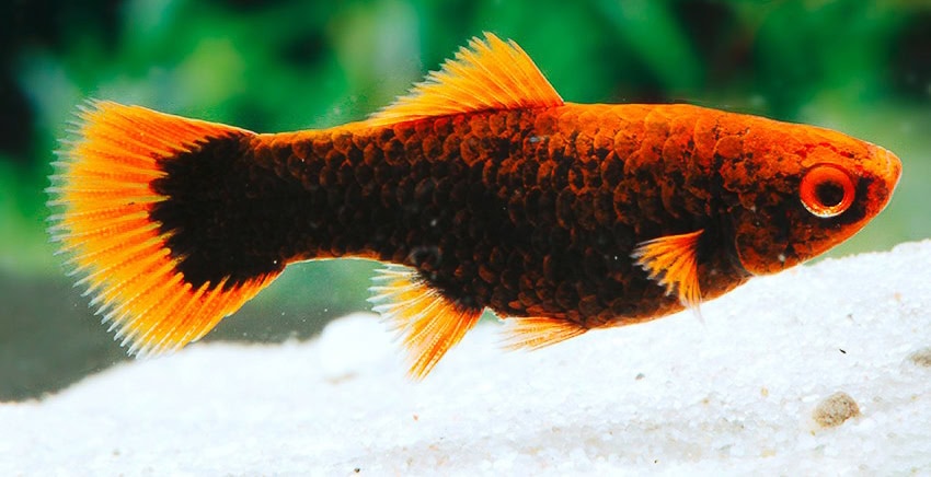 Xiphophorus hellerii „Alpha“