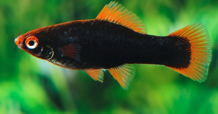 Xiphophorus hellerii „Alpha“
