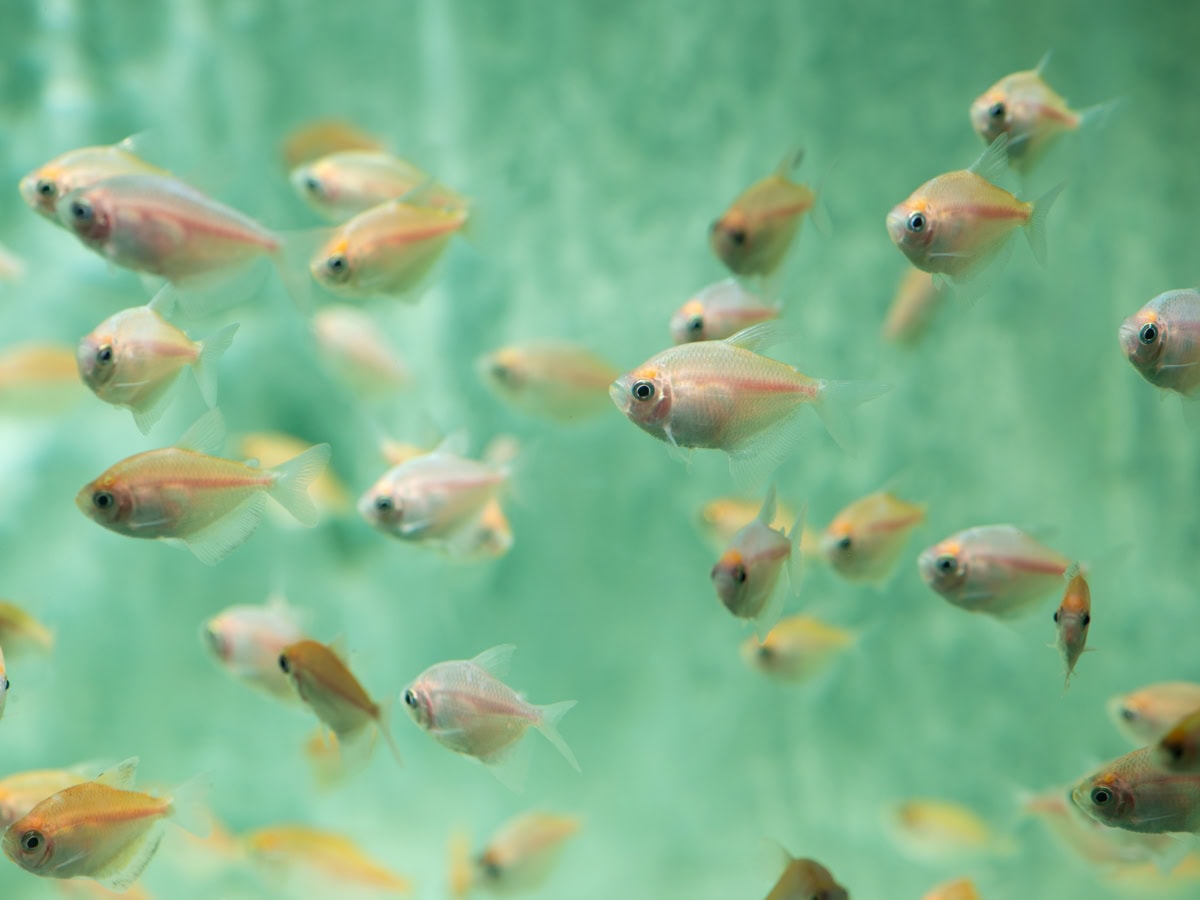 ZA0253 Gymnocorymbus ternetzi "Gold" - Trauermantelsalmler, NZ