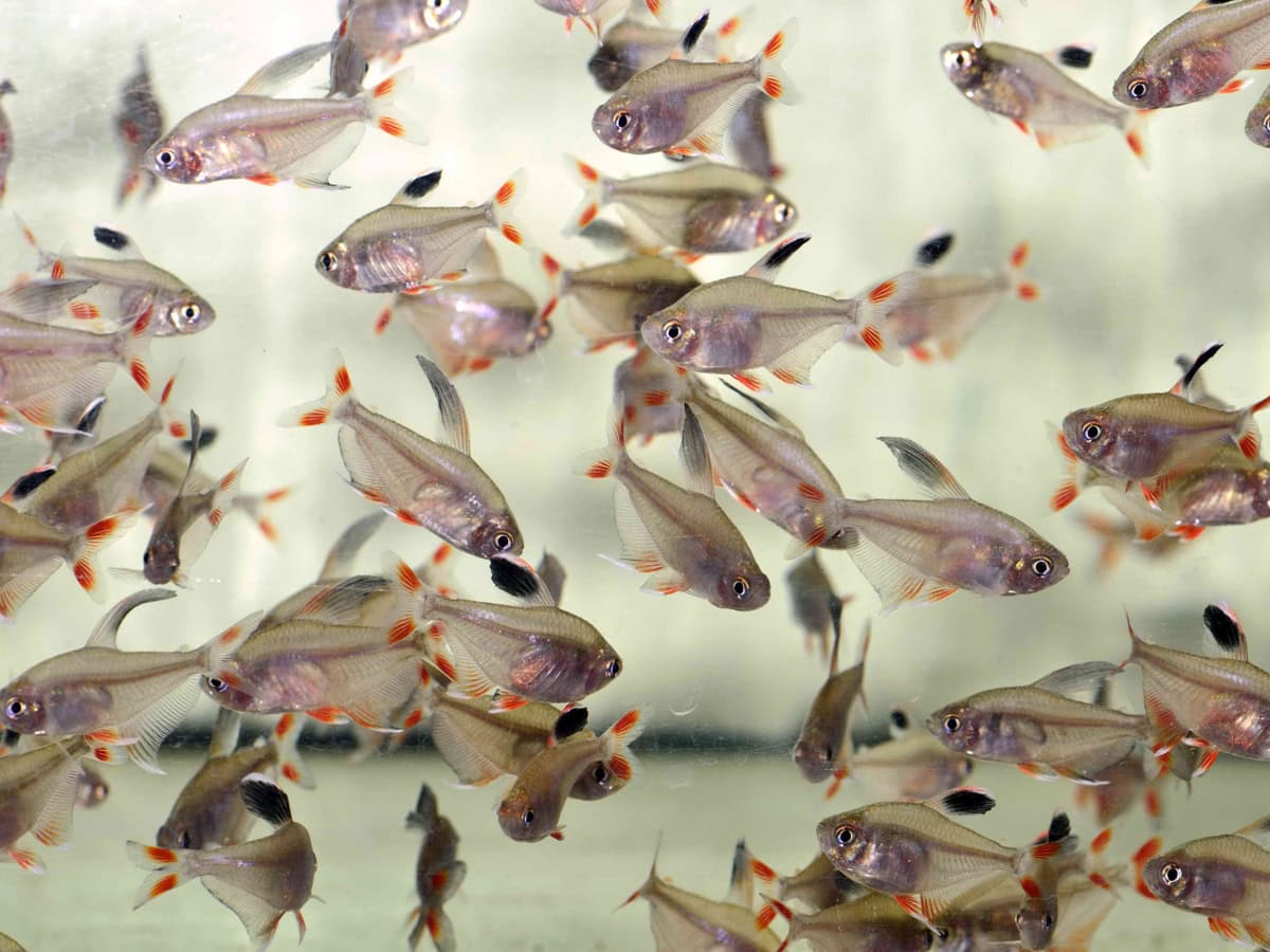 Hyphessobrycon rosaceus - Schmucksalmler, NZ