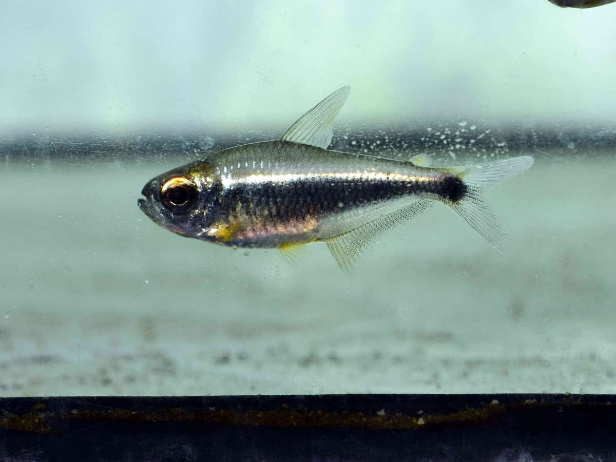 Moenkhausia heikoi - Leuchtaugen-Moenkhausia, WF-RARITÄT