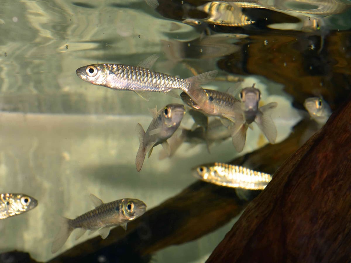 Chalceus erythrurus - Rotflossen-Glanzsalmler, NZ
