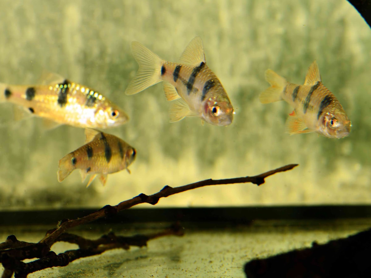 Barbodes dunckeri ("everetti") - Clownbarbe, NZ