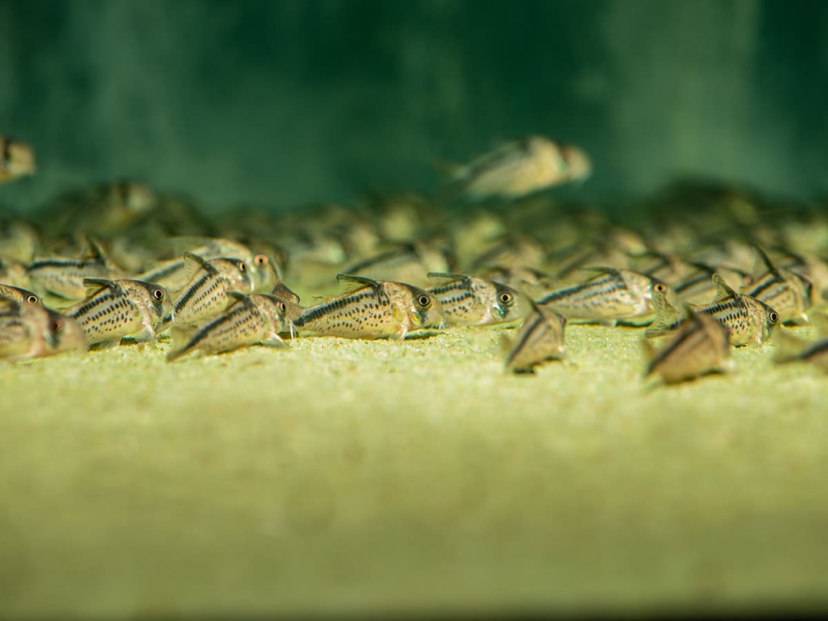 ZD172 Corydoras loxozonus - Rückenstreifen-Panzerwels, WF-COL