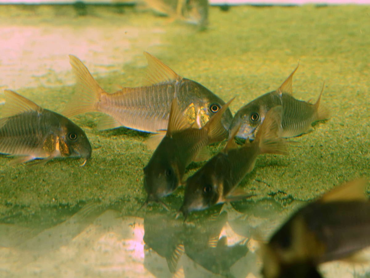Corydoras concolor - Schieferfarbener Panzerwels, WF