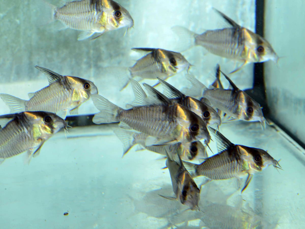 Hoplisoma colossus (CW045) - Jutai-Panzerwels, WF-RARITÄT