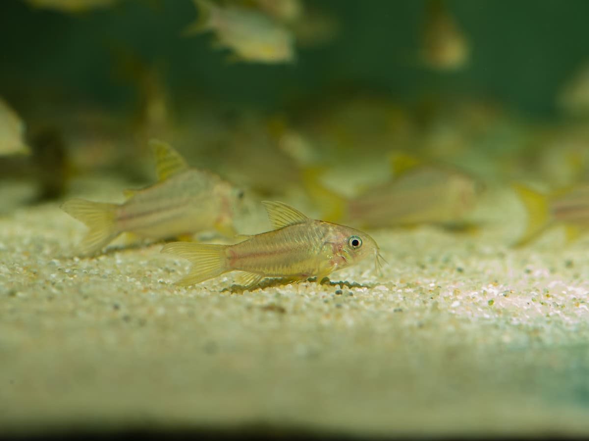 ZD648 Corydoras sp. (C 123) - Nanay-Gelbflossenpanzerwels, WF