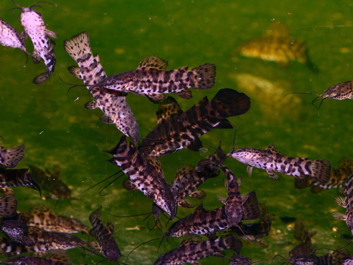 Megalechis thoracata - Gemalter Schwielenwels, EUNZ