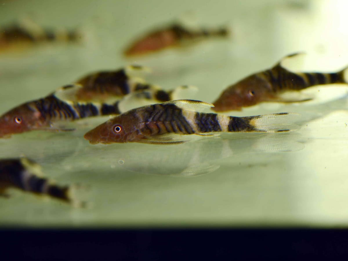 Nannoptopoma sp. "Peru" - Zebra-Zwergharnischwels, WF-PER