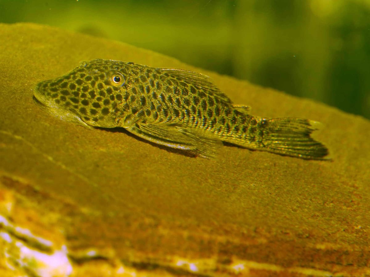 Chaetostoma joropo - L 445 Flecken-Gebirgsharnischwels, WF