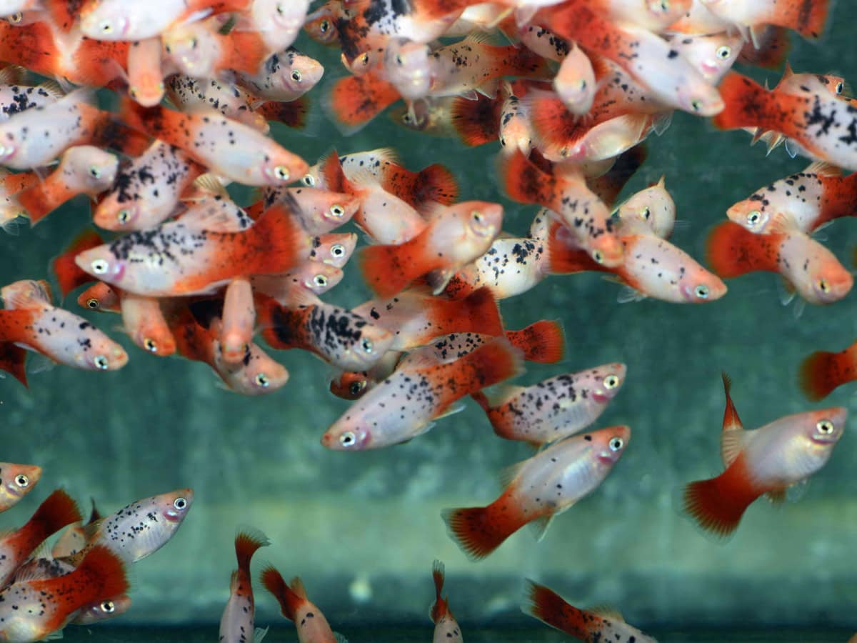 Xiphophorus maculatus "Calico-Rot-Weiß" - Platy-Calico-Rot-Weiß, NZ