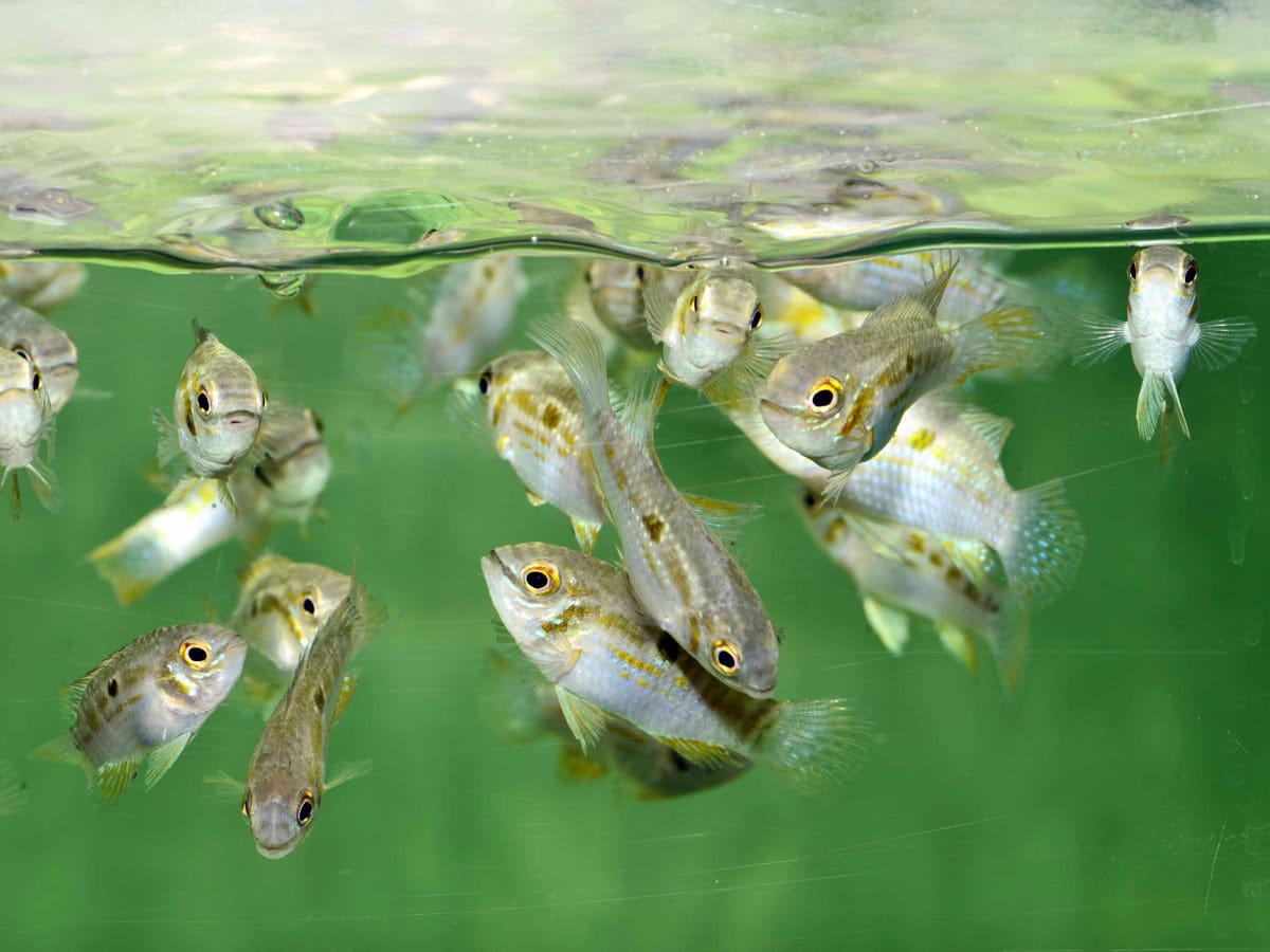 Laetacara araguaiae - Buckelkopf-Tüpfelbuntbarsch, WF-BRA