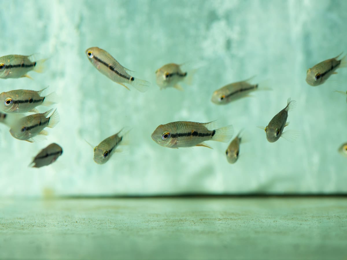 ZH07 Aequidens metae - Meta-Buntbarsch, DNZ