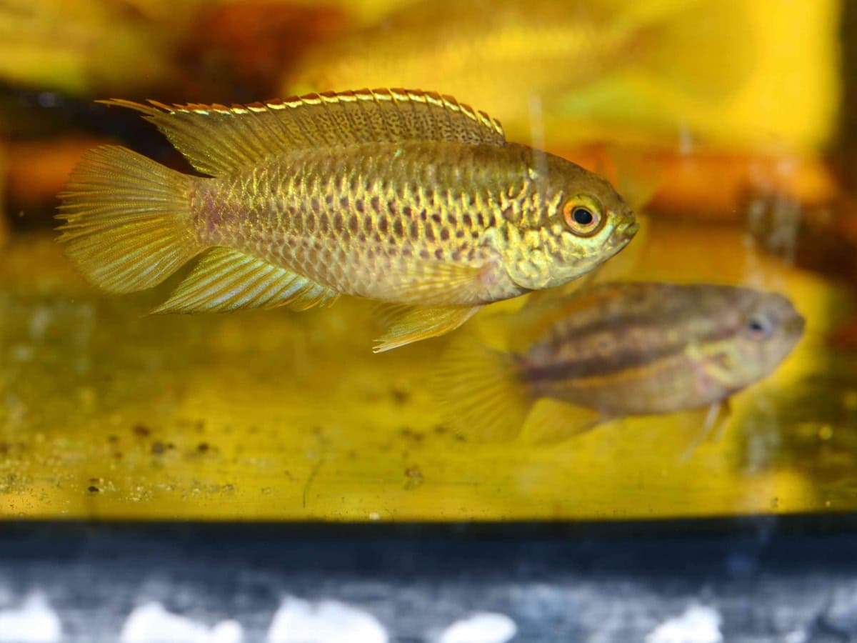 Nannacara anomala - Glänzender Zwergbuntbarsch, DNZ